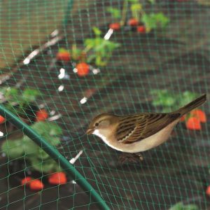 malla antipajaros birdnet 8x10 m verde nortene 80 m2 proteccion gran superficie|malla birdnet 8x10 detalle trama verde|embalaje birdnet 120018 nortene